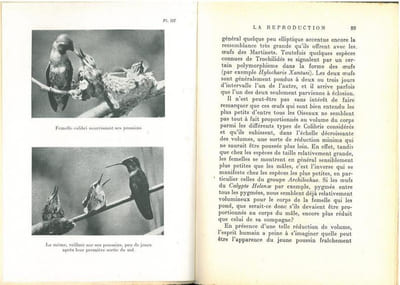 La vie des colibris.