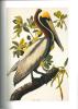 Le livre des oiseaux : Audubon.. Roux, F. & J. Dorst