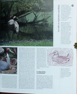 Quand l'oiseau fait son nid.