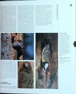Quand l'oiseau fait son nid.