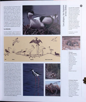 Quand l'oiseau fait son nid.. Bellani, G.G.