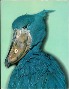 Les plus beaux oiseaux.