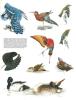 Le monde des oiseaux.. Perrins, C. & A. Cameron