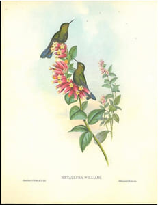 Les colibris, collection Transfusine.