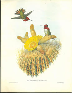 Les colibris, collection Transfusine.