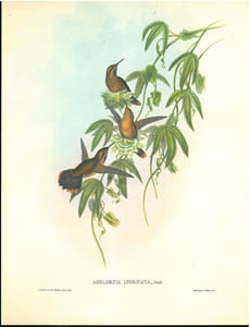 Les colibris, collection Transfusine.