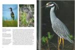 Long legged wading birds of the north american wetlands.. Riegner, M. & L. Niemeyer