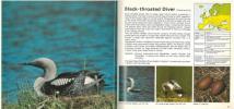 The breeding birds of Europe, vol. 1, divers to auks.. Pforr, M. & A. Limbrunner