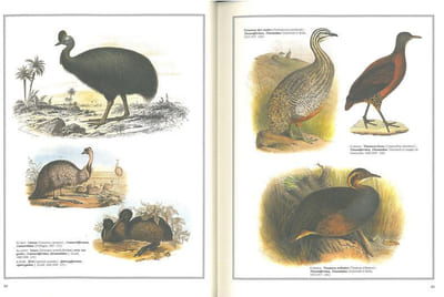 Les oiseaux du monde, dessins et gravures du XIX° siècle.