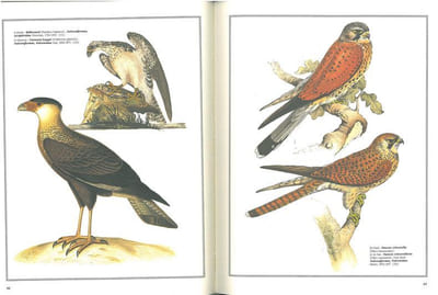 Les oiseaux du monde, dessins et gravures du XIX° siècle.