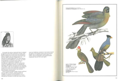 Les oiseaux du monde, dessins et gravures du XIX° siècle.