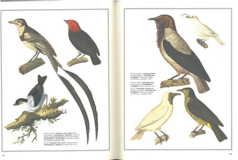 Les oiseaux du monde, dessins et gravures du XIX° siècle.. Aramata, Hiroshi
