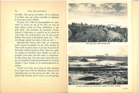 L'île des manchots.. Kearton, C.