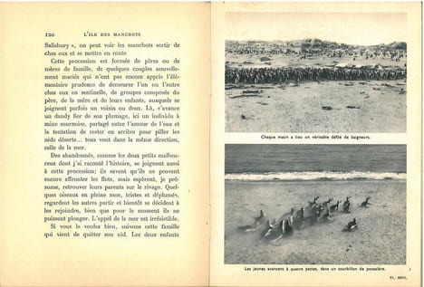 L'île des manchots.. Kearton, C.
