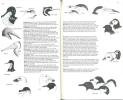 Seabirds: an identification guide.. Harrison, Peter