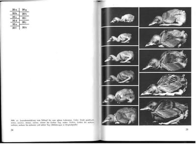 Die Mönchsgrasmücke (Sylvia atricapilla).