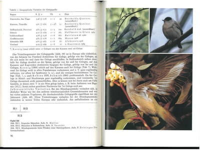 Die Mönchsgrasmücke (Sylvia atricapilla).