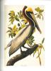 Le livre des oiseaux : Audubon.. Roux, Francis & J. Dorst