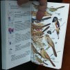 Guide des oiseaux de l'Amérique du nord.. Robbins, C.S. et al.