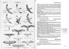 Roberts birds of south Africa.. Mclachlan, G.R. & R. Liversidge
