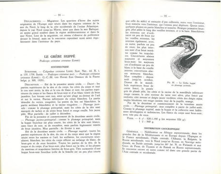 Les oiseaux d'eau de Belgique (à l'exception des anatidés et des échassiers).. Verheyen, René