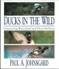 Ducks in the wild, conserving waterfowl and their habitats.. Johnsgard, Paul A.
