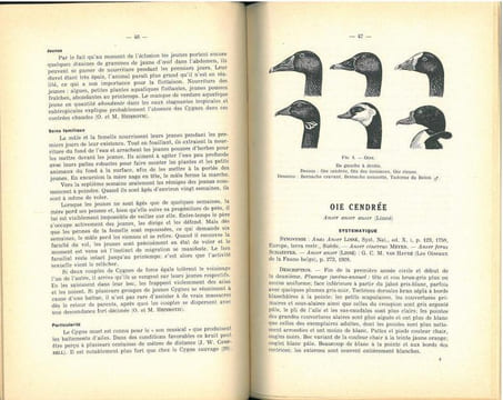 Les anatidés de Belgique.. Verheyen, René