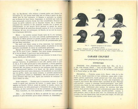 Les anatidés de Belgique.. Verheyen, René