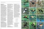 Photographic guide to the waders of the world.. Rosair, D. & D. Cottridge