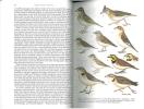 British larks, pipits and wagtails.. Simms, Eric
