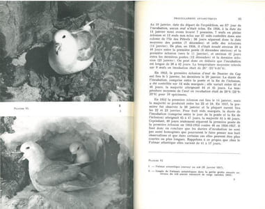Recherches écologiques sur les oiseaux de l'archipel de Pointe Géologie.