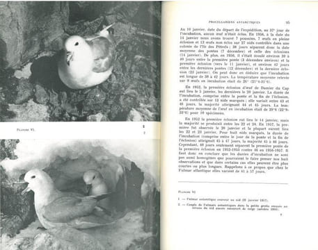 Recherches écologiques sur les oiseaux de l'archipel de Pointe Géologie.. Arnaud, Patrick et al.
