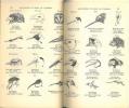 Les oiseaux dans le règne animal.. Fisher, James