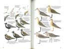 Identifier les oiseaux, comment éviter les confusions.. Harris, A. et al.