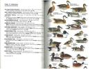 A guide to the birds of Puerto Rico and the Virgin islands.. Raffaele, H.A.