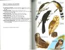 A guide to the birds of Puerto Rico and the Virgin islands.. Raffaele, H.A.