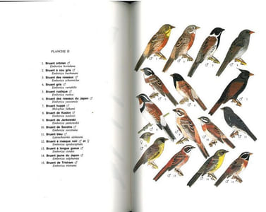 Guide des passereaux granivores. Embérizinés.