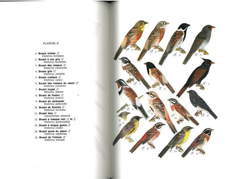 Guide des passereaux granivores. Embérizinés.. Armani, Gilbert C.