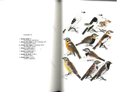 Guide des passereaux granivores. Embérizinés.