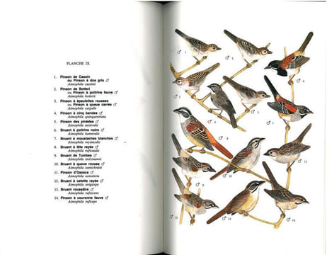 Guide des passereaux granivores. Embérizinés.. Armani, Gilbert C.