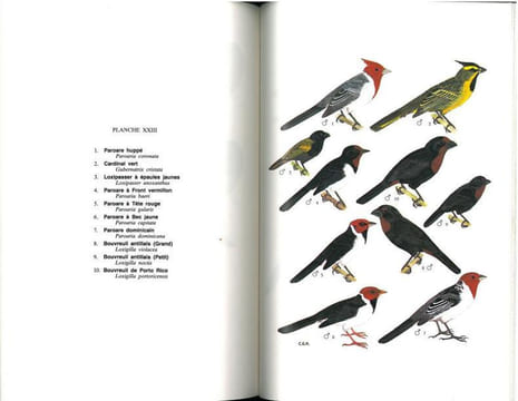 Guide des passereaux granivores. Embérizinés.. Armani, Gilbert C.