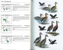 Wildfowl. An identification guide to the ducks, geese and swans of the world.. Madge, S. & H. Burn