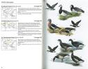 Wildfowl. An identification guide to the ducks, geese and swans of the world.. Madge, S. & H. Burn