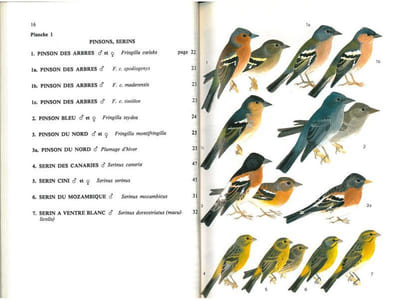 Guide des passereaux granivores. Fringillinés, carduélinés, cardinalinés.