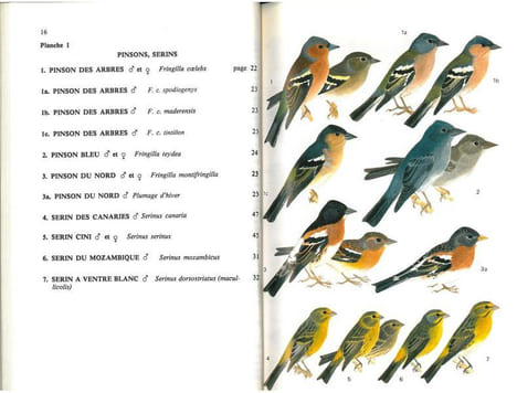Guide des passereaux granivores. Fringillinés, carduélinés, cardinalinés.. Armani, Gilbert C.