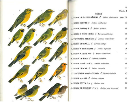 Guide des passereaux granivores. Fringillinés, carduélinés, cardinalinés.. Armani, Gilbert C.
