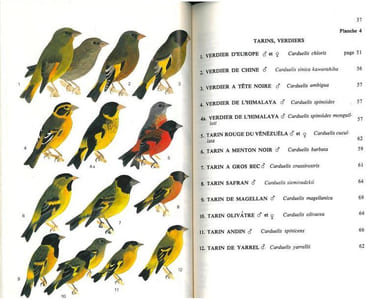Guide des passereaux granivores. Fringillinés, carduélinés, cardinalinés.