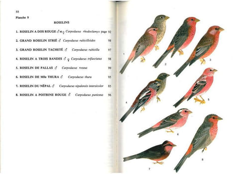 Guide des passereaux granivores. Fringillinés, carduélinés, cardinalinés.. Armani, Gilbert C.