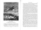 Birds of the Falkland islands. A record of observation with the camera.. Cobb, A.F.