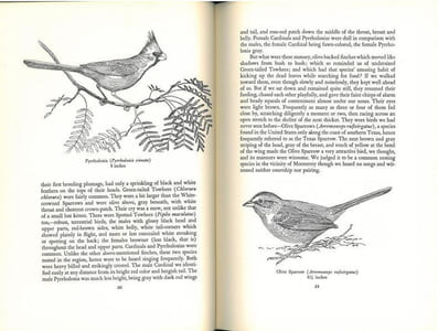 Mexican birds. First impressions based upon an ornithological expedition to Tamaulipas, Nuevo Leon, and Coahuila.